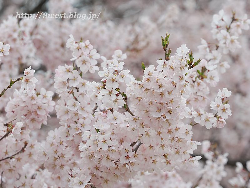 高遠小彼岸桜17