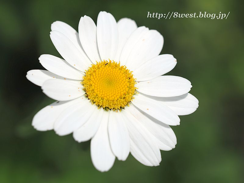 シャスターデージー2