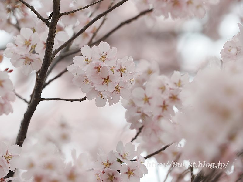 高遠小彼岸桜27