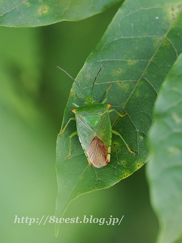 ハサミツノカメムシ
