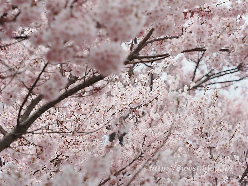 高遠小彼岸桜09