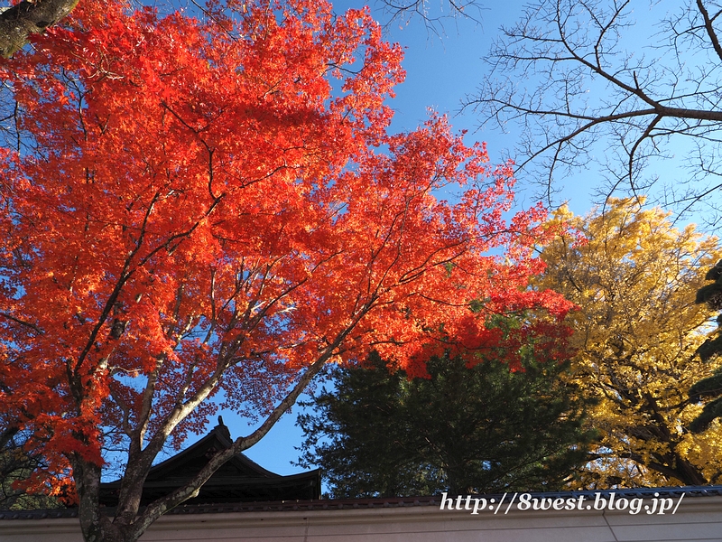 黄紅葉