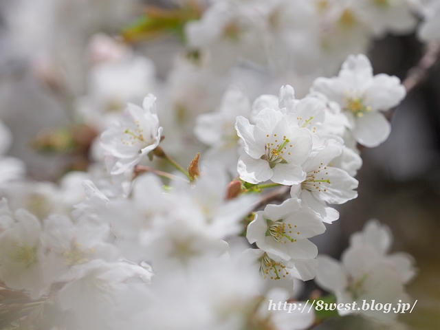 霞桜09