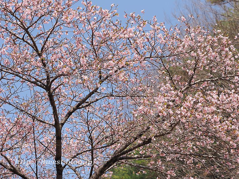 河津桜06