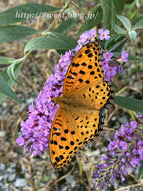ツマグロヒョウモン2