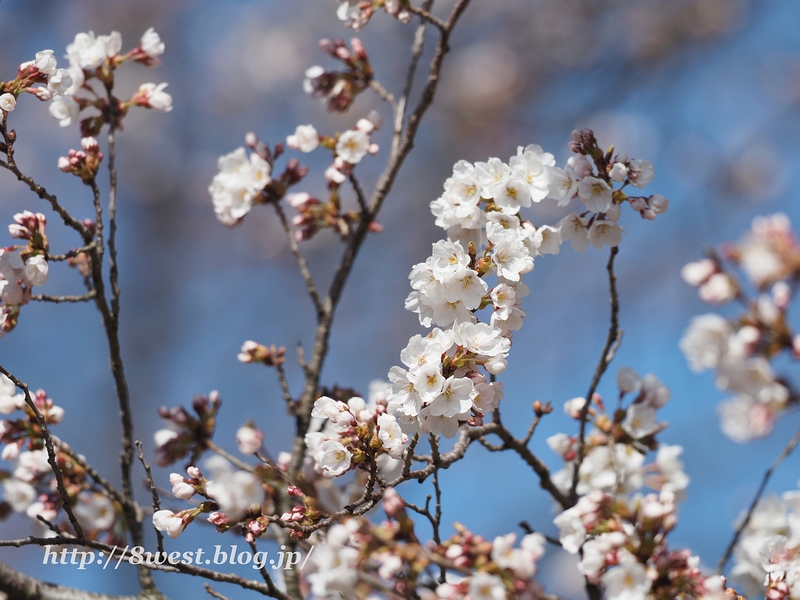 桜09
