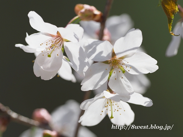 カスミザクラ3
