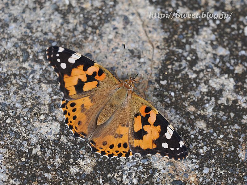 ヒメアカタテハ4