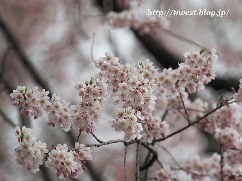 桜04