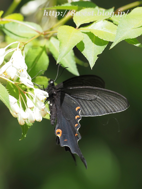 オナガアゲハ08