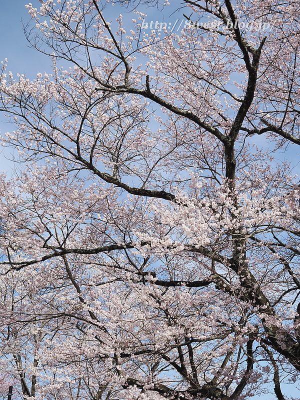 桜08