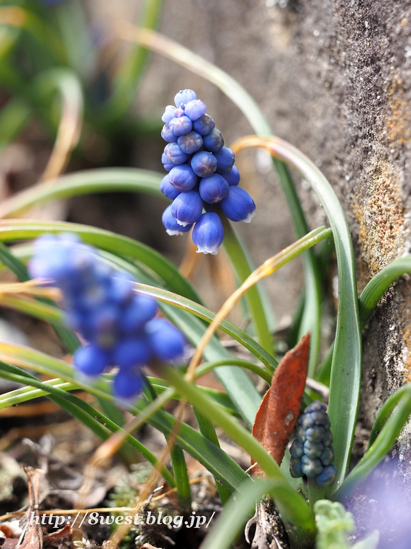 ムスカリ