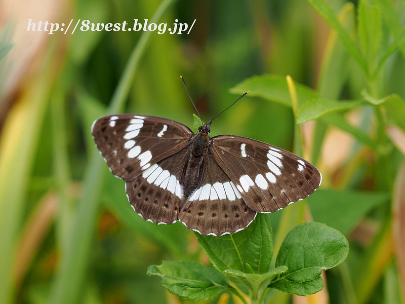 アサマイチモンジ
