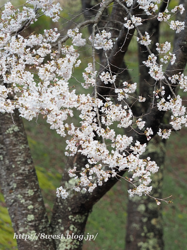 桜1