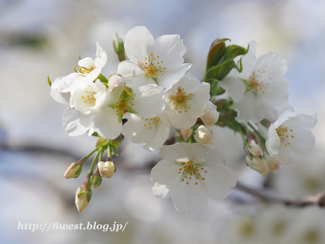 井戸尻桜05