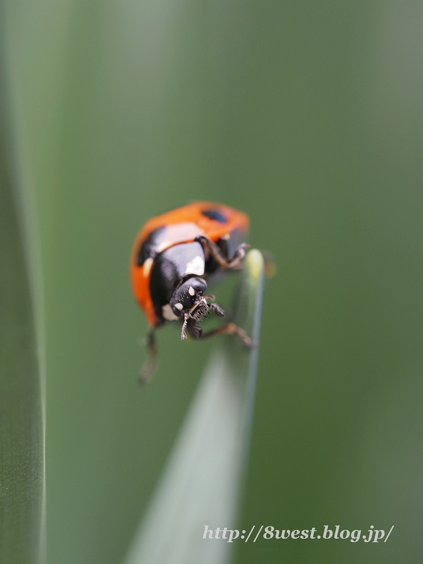 ナナホシテントウ3