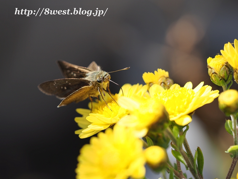 チャバネセセリ2