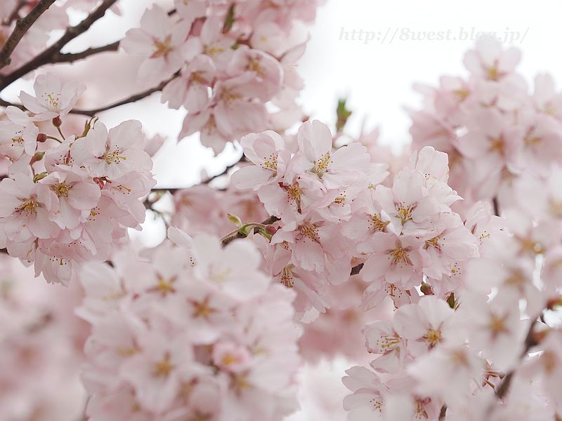 高遠小彼岸桜07