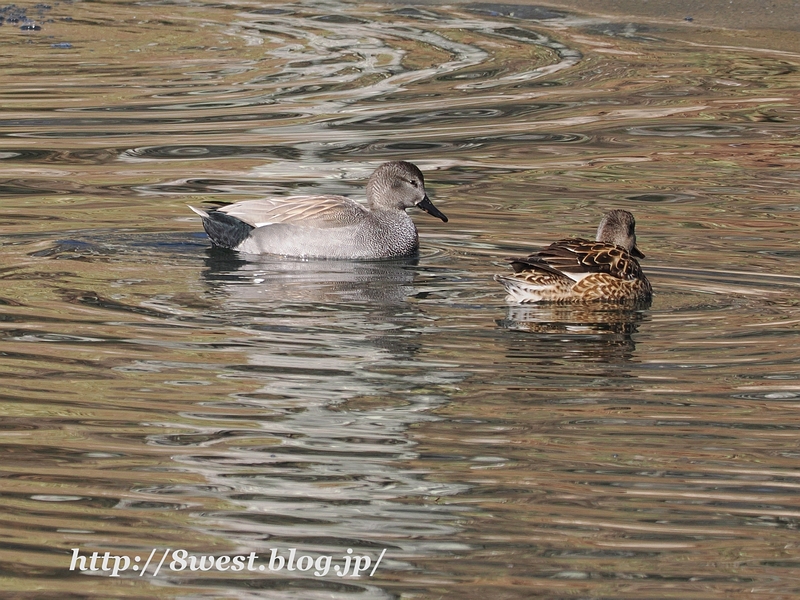 オカヨシガモ1