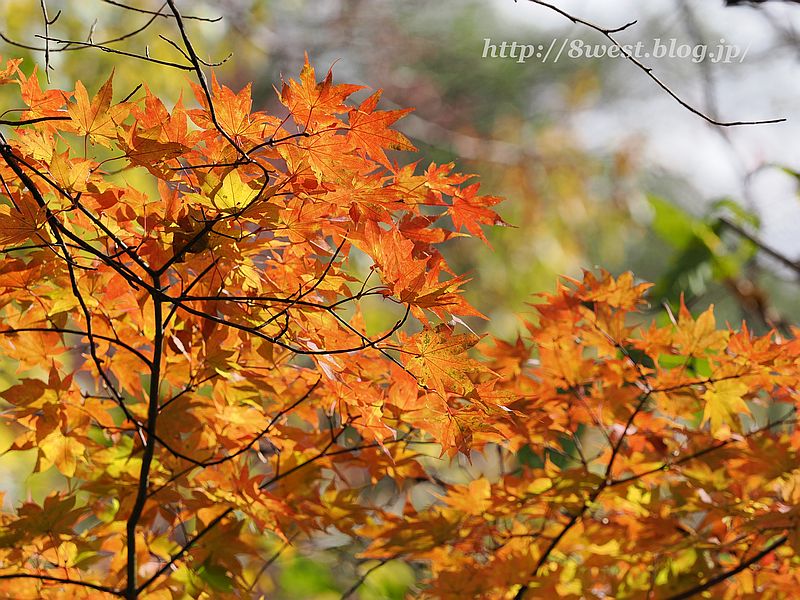 紅葉2