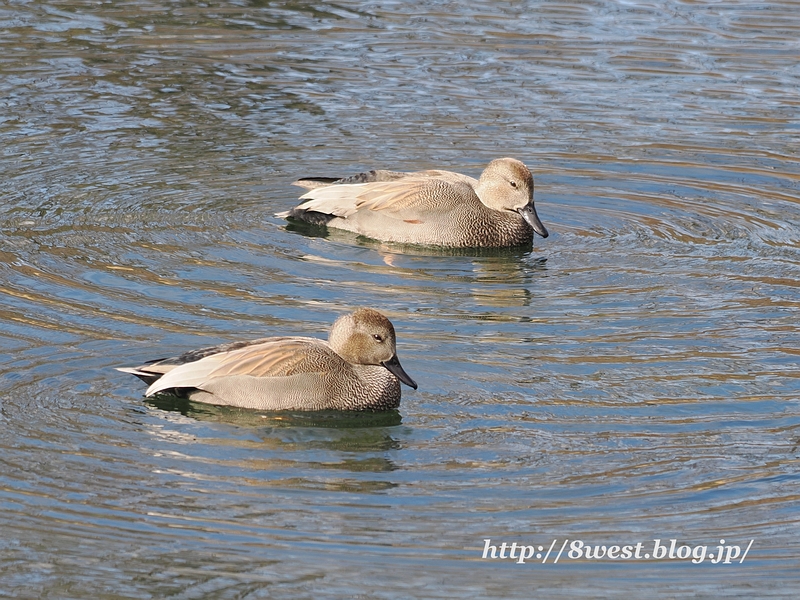 オカヨシガモ08