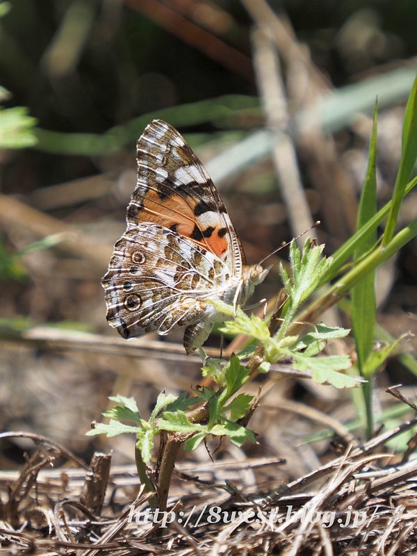 ヒメアカタテハ01
