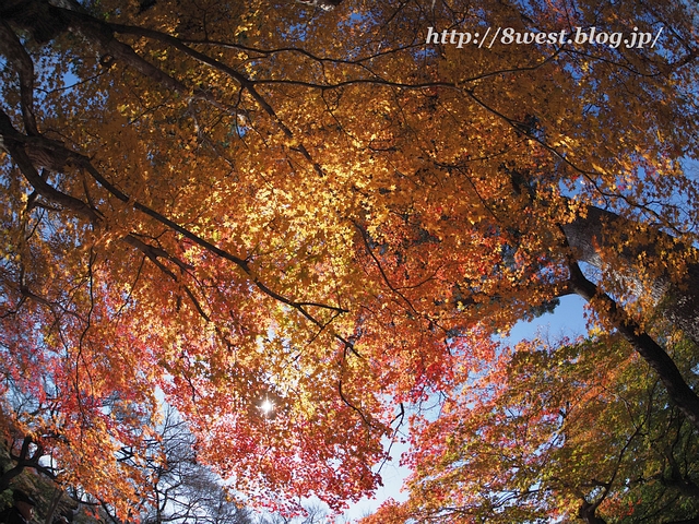 紅葉06