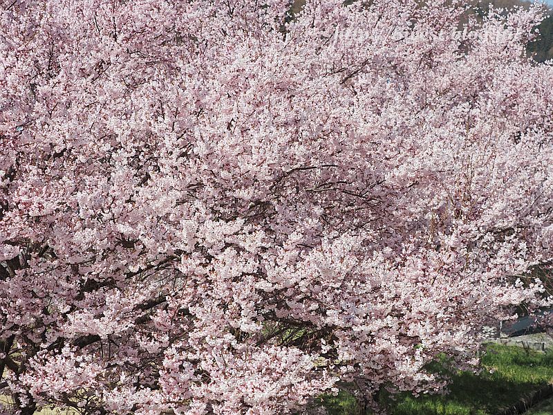 桜16