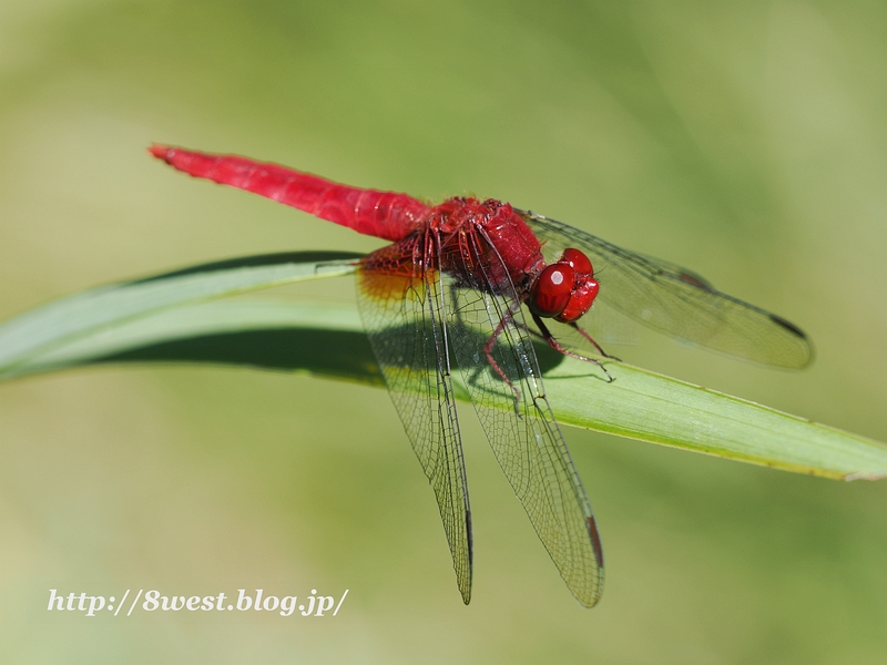 ショウジョウトンボ1