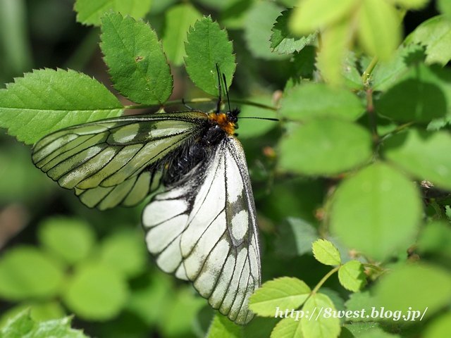 ウスバアゲハ2