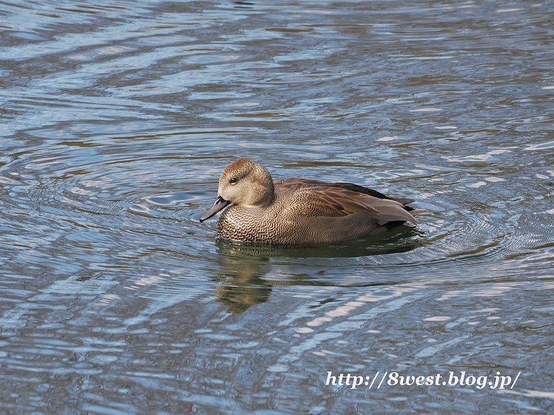 オカヨシガモ11