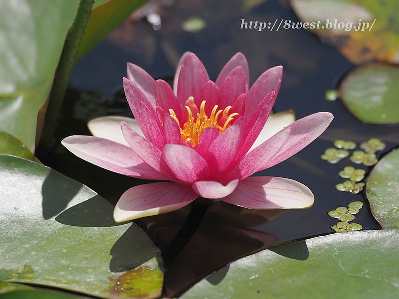 睡蓮16