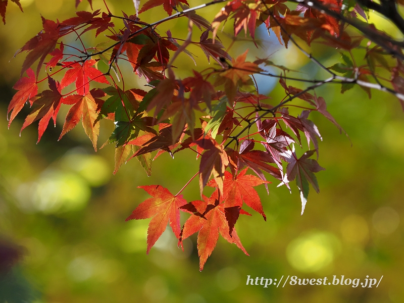 紅葉2