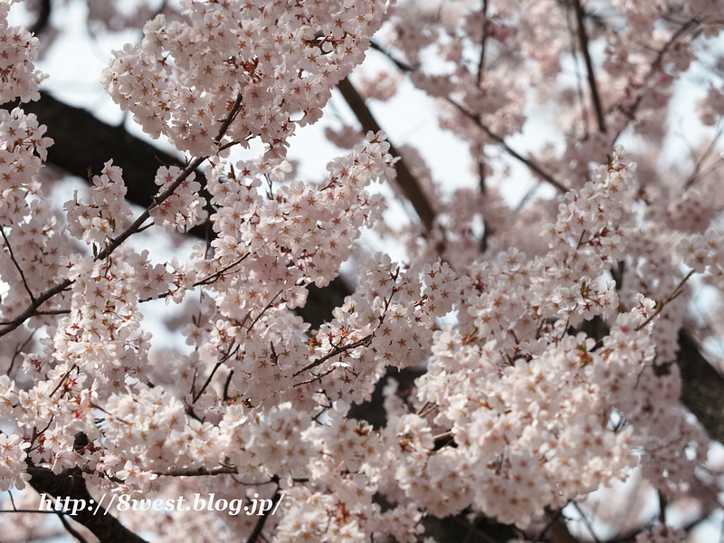 高遠小彼岸桜10