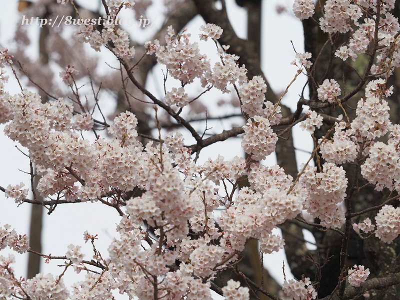 神代桜33