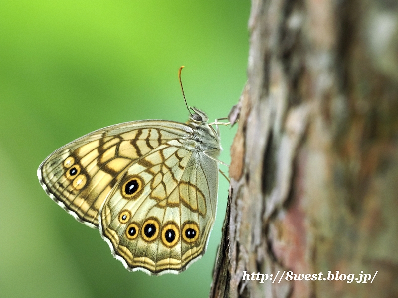 キマダラモドキ7