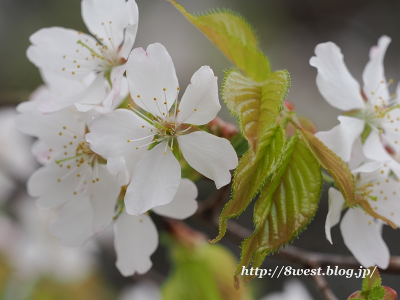 霞桜1
