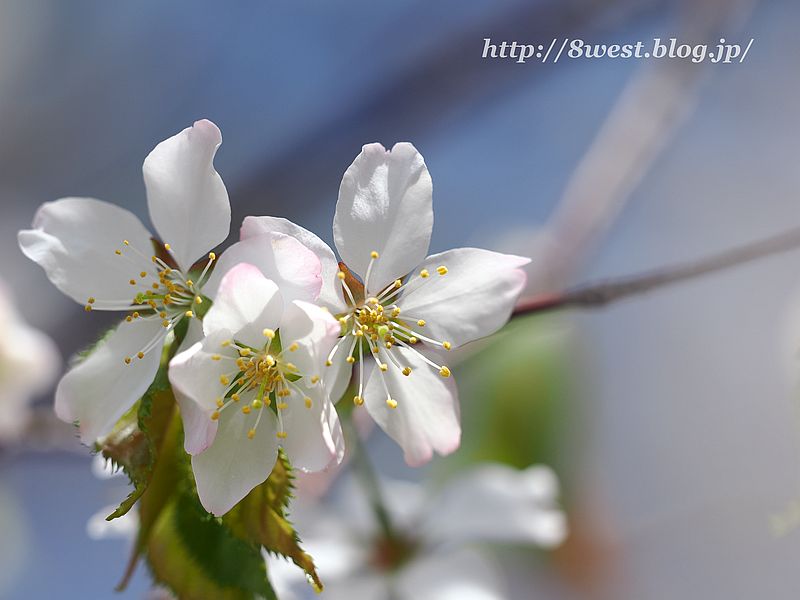 霞桜14