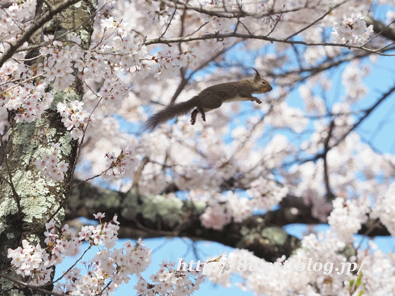桜と栗鼠2