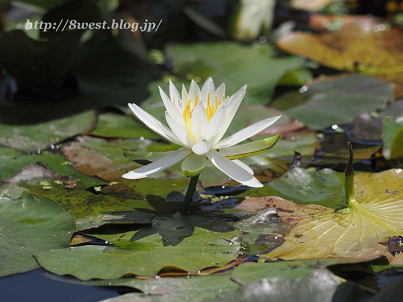 睡蓮2
