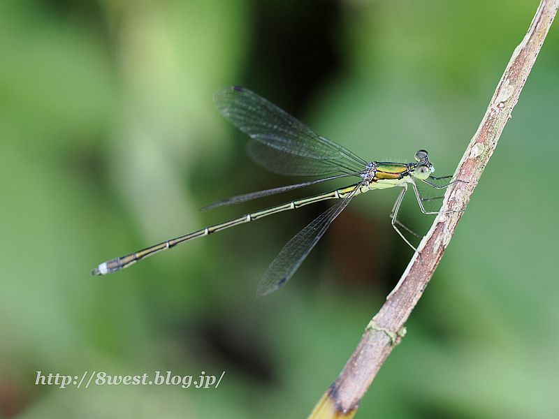 オオアオイトトンボ2