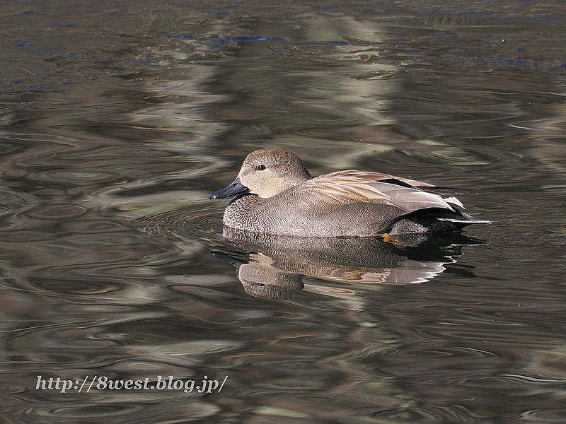 オカヨシガモ13