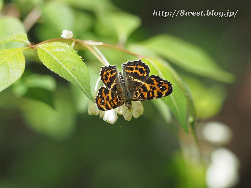 サカハチチョウ01