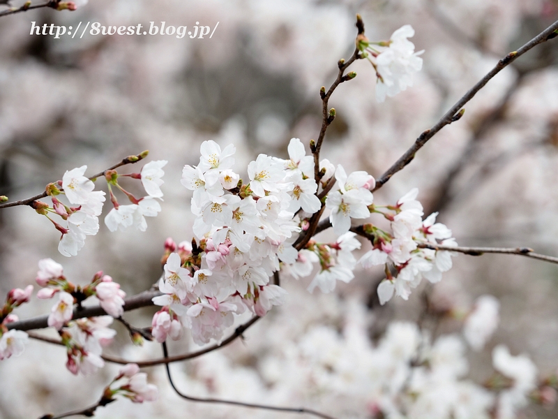 桜4