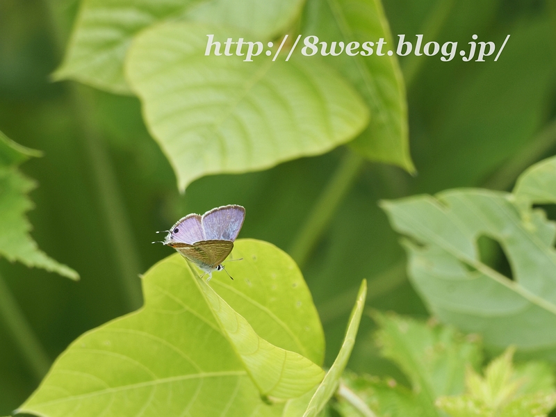 ウラナミシジミ04