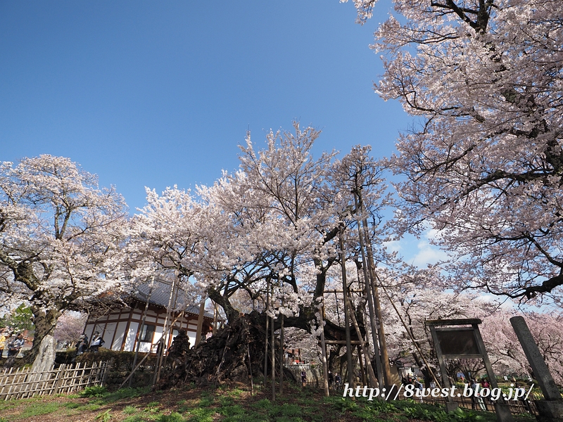 神代桜04