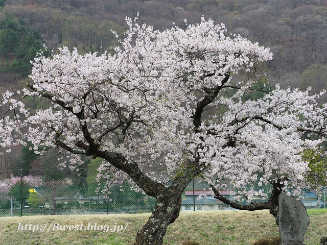 御野立桜1