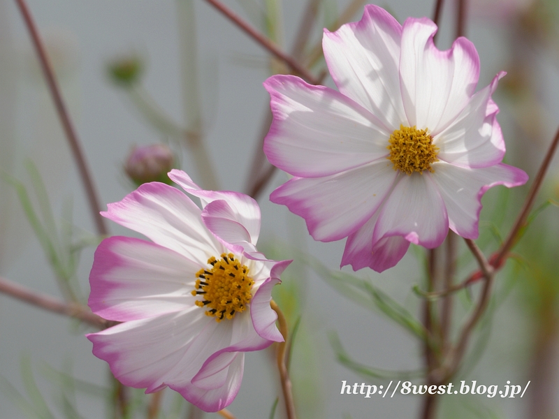 コスモス2