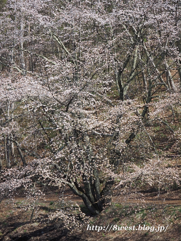 霞桜5