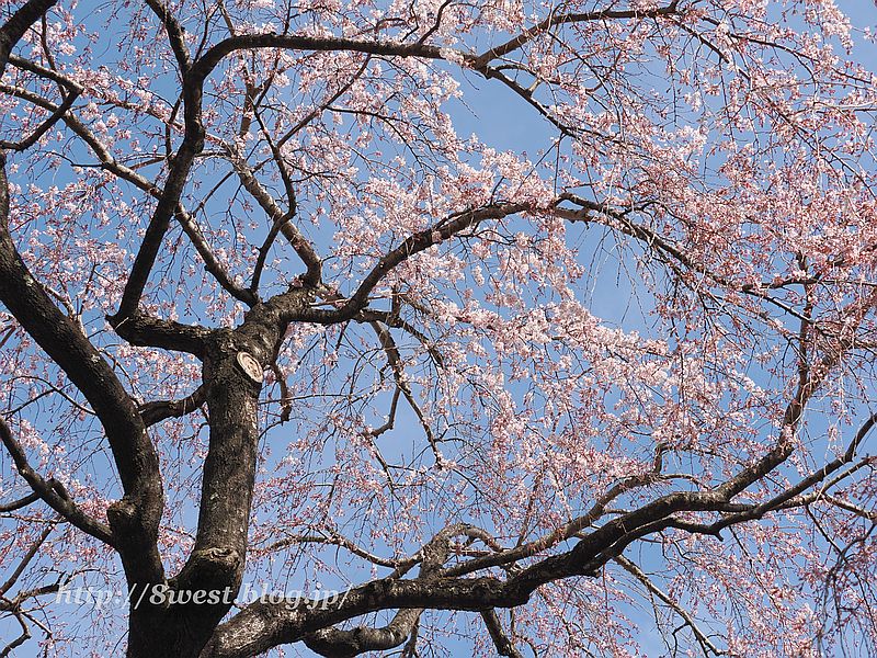 身延の枝垂れ桜3